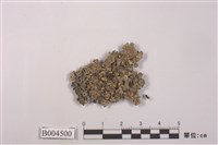 藏品(緣毛梅屬 )的圖片